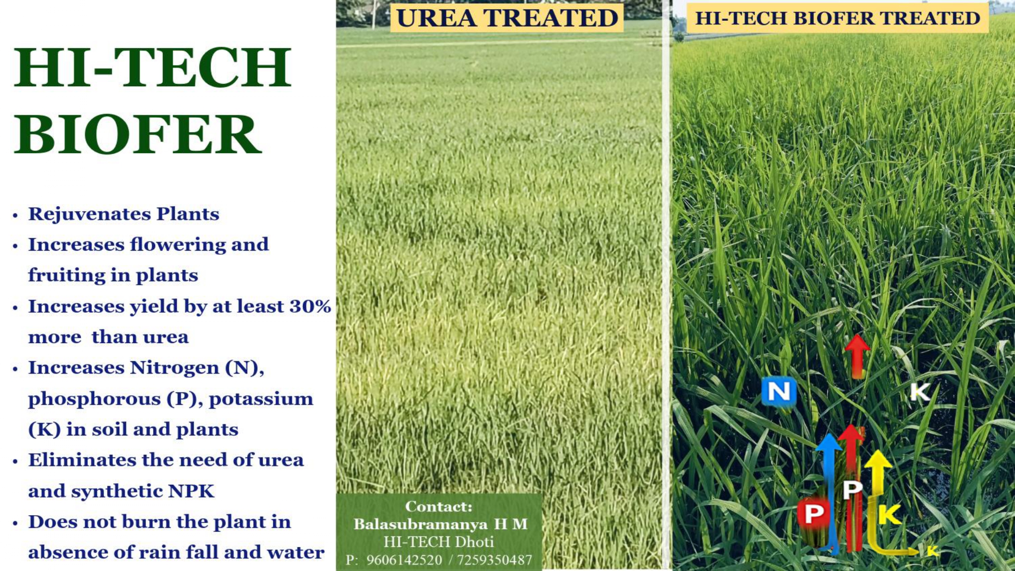 HI-TECH Biofer paddy field comparison — thin urea-treated rice on left vs thick lush Biofer-treated rice on right showing 30% yield boost