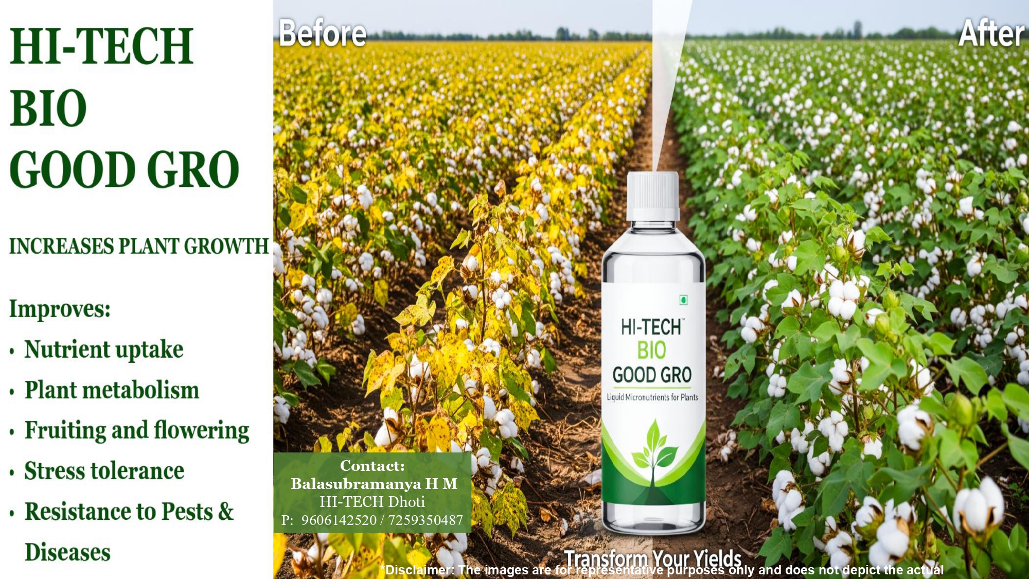 HI-TECH Bio Good Gro — cotton field before and after showing dramatic crop recovery and yield improvement with liquid micronutrients