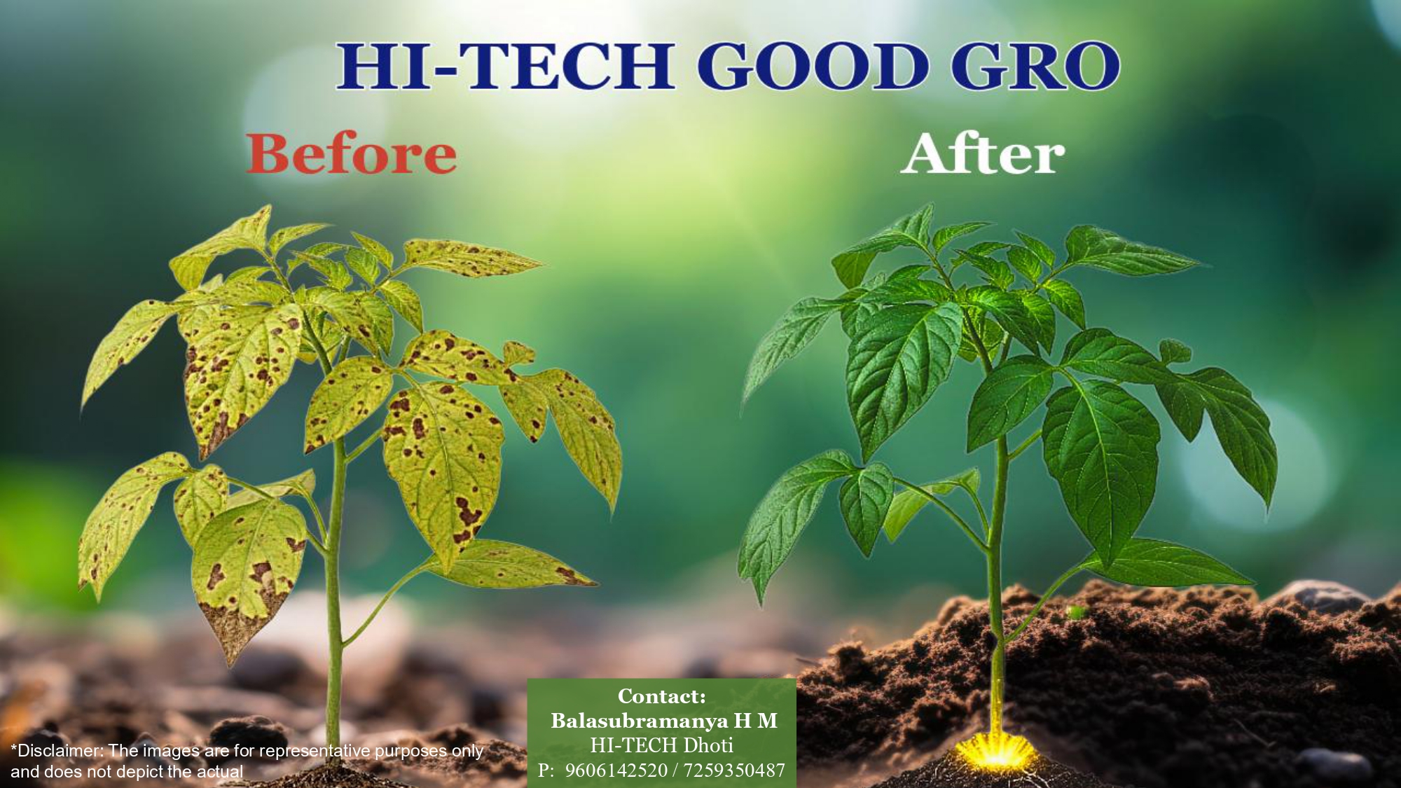 HI-TECH Good Gro before and after showing diseased spotted plant leaves on left vs healthy vibrant green plant on right