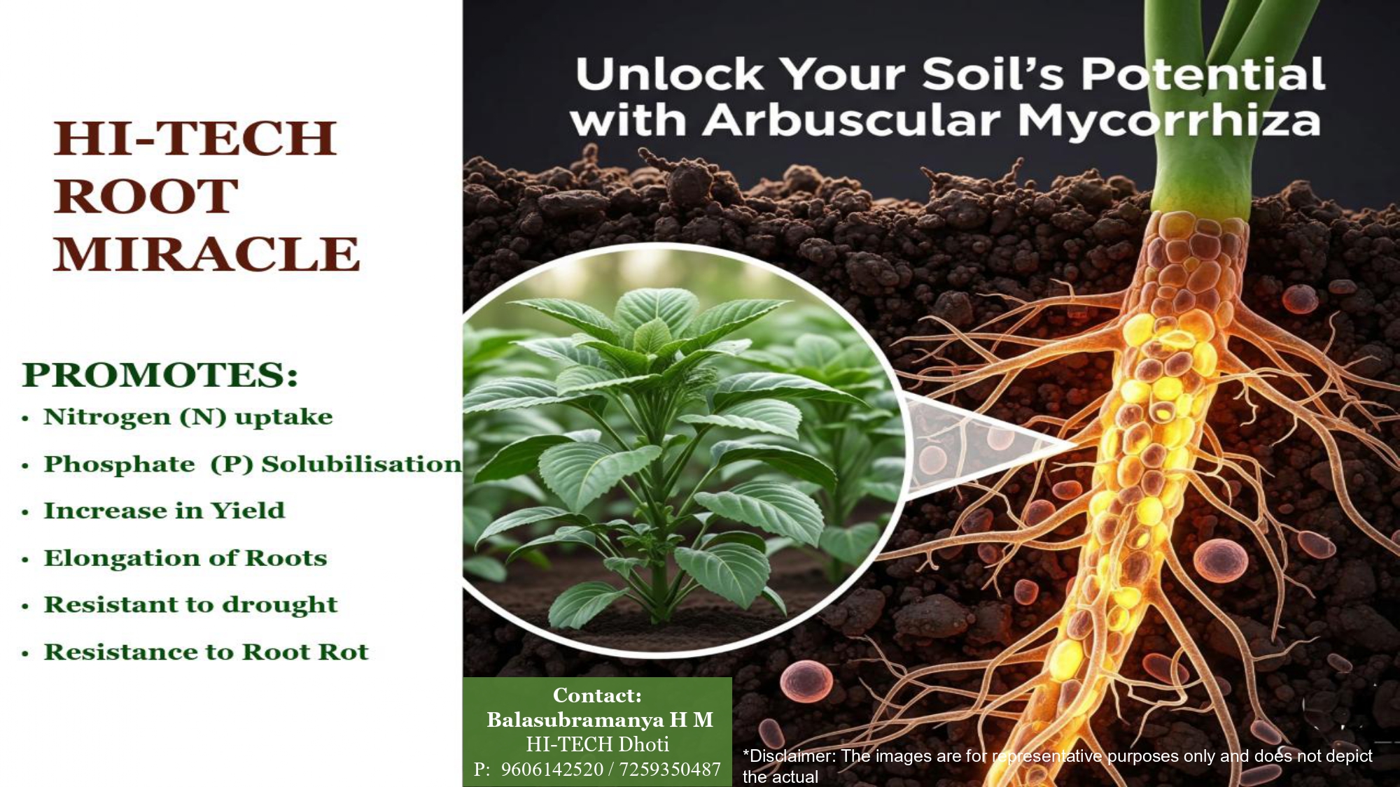 HI-TECH Root Miracle — soil cross-section diagram showing Arbuscular Mycorrhiza network facilitating nitrogen and phosphate uptake for superior root growth