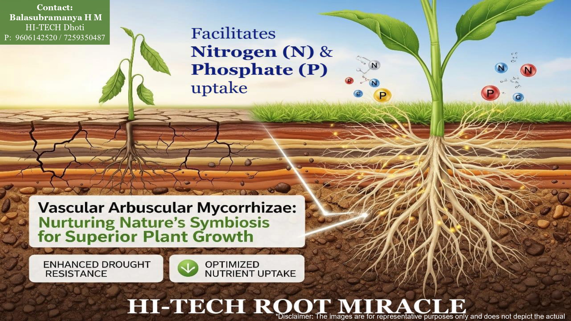 HI-TECH Root Miracle — healthy plant with dense mycorrhizal root system in soil, showing Arbuscular Mycorrhiza spores enhancing mineral absorption